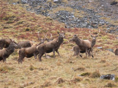 Red deer in Glencoe