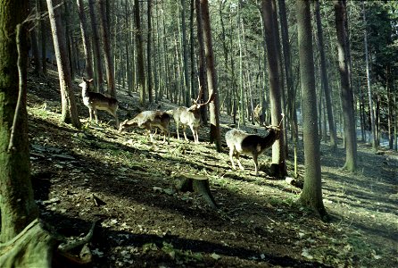 Hirschrudel