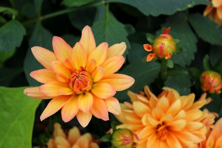 Summer garden dahlia
