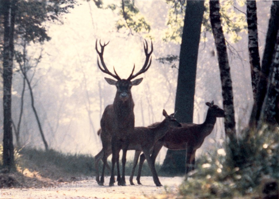 Red deers on a path in a forest of Haute-Normandie.
