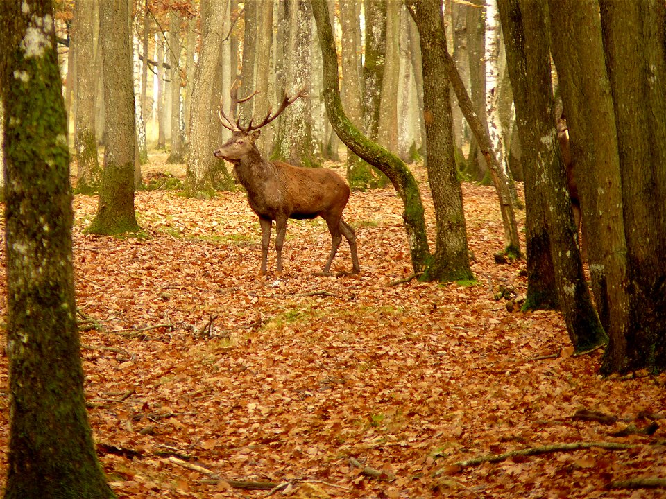 Un cerf à l'Espace Rambouillet (Yvelines, France)