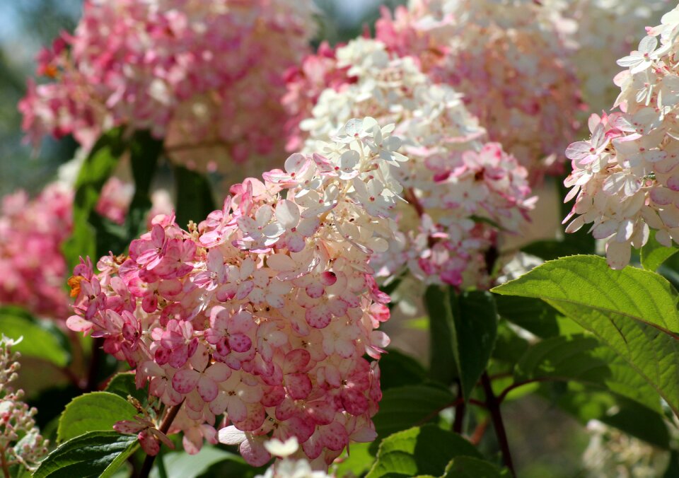 Flowering white pink