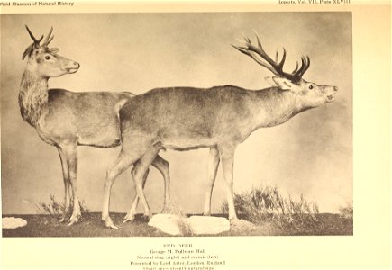 : Annual report of the Director to the Board of Trustees for the year .. Identifier: annualreporto19261928fiel (find matches) Year: 1906 (1900s) Authors: Field Museum of Natural History Subjects: Fiel photo