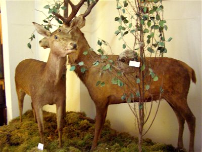 Mammals of Berezhany district, Berezhany museum, Berezhany, west Ukraine.