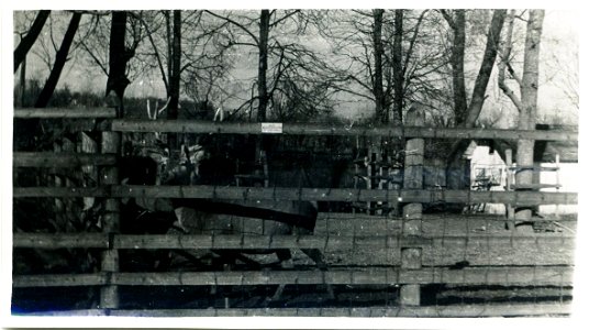 Олени (род Cervus) в зоопарке города Гродно, Беларусь. Фото сделано в промежутке между основанием зоопарка (1927) и до начала Второй мировой войны. photo