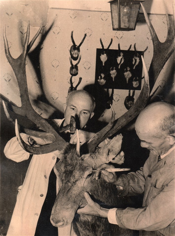 Präparatoren beim Präparieren eines Hirsches. Links Herr Bergmann, rechts Kürschnermeister Johannes Biel, Bad Hersfeld.