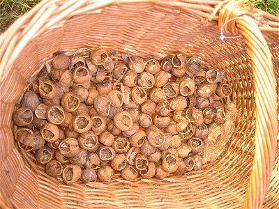 Mäusefras an Nüssen