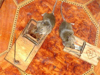 Mice in Mousetraps photo