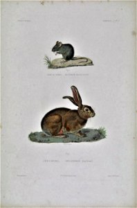 Mus musculus orientalis & Lepus habessinicus