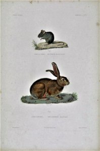 Mus musculus orientalis & Lepus habessinicus photo