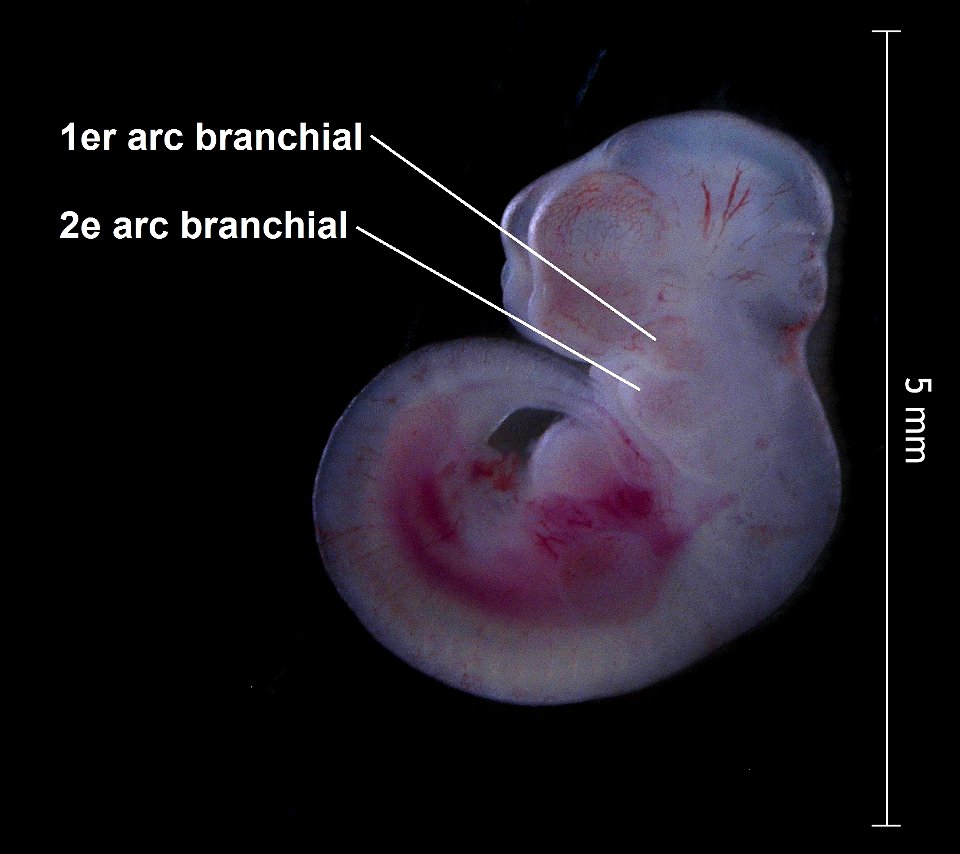 Description12.5day-murine-embryo-with-legend.jpg

Deutsch: Ein Mausembryo (CD-1) im Alter von circa 12,5 Tagen.
 A murine embryo (CD-1), approximately 12.5 days old.

Français: un embryon (CD-1) de so