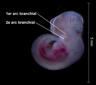 Description12.5day-murine-embryo-with-legend.jpg

Deutsch: Ein Mausembryo (CD-1) im Alter von circa 12,5 Tagen.
 A murine embryo (CD-1), approximately 12.5 days old.

Français: un embryon (CD-1) de so