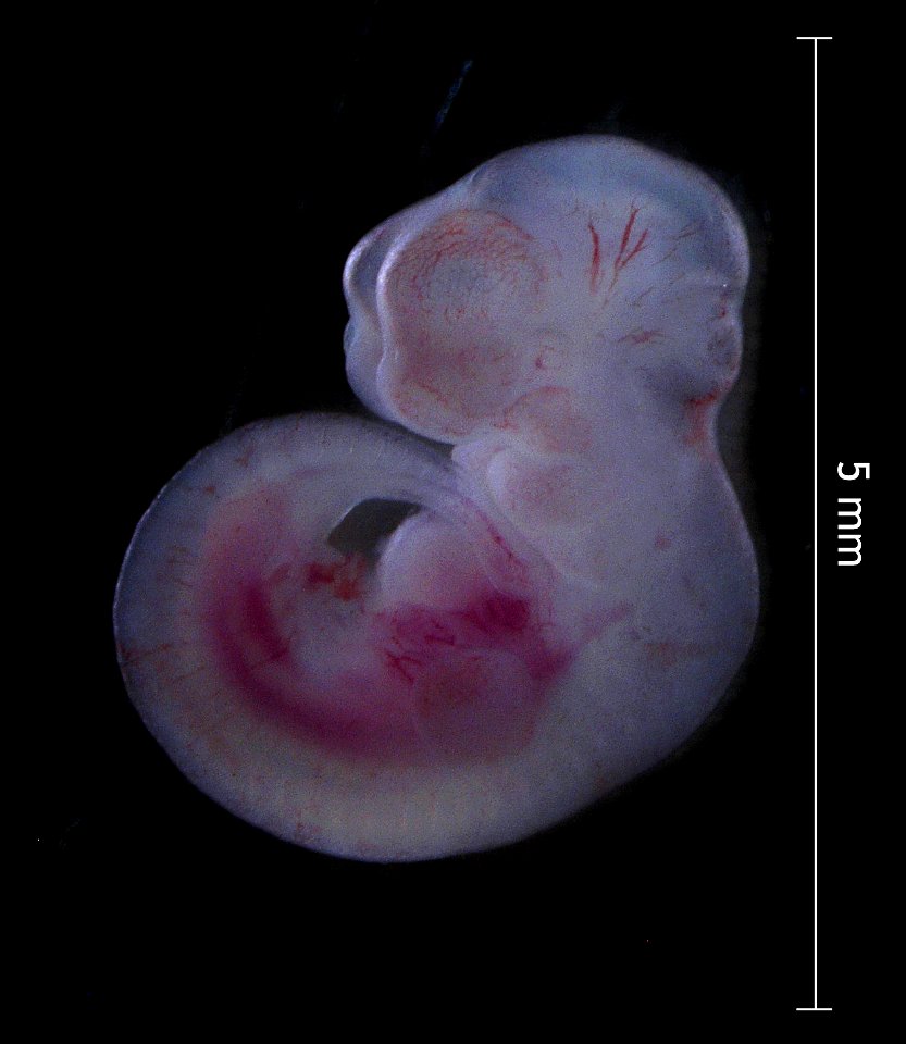 A murine embryo (CD-1), approximately 12.5 days old.