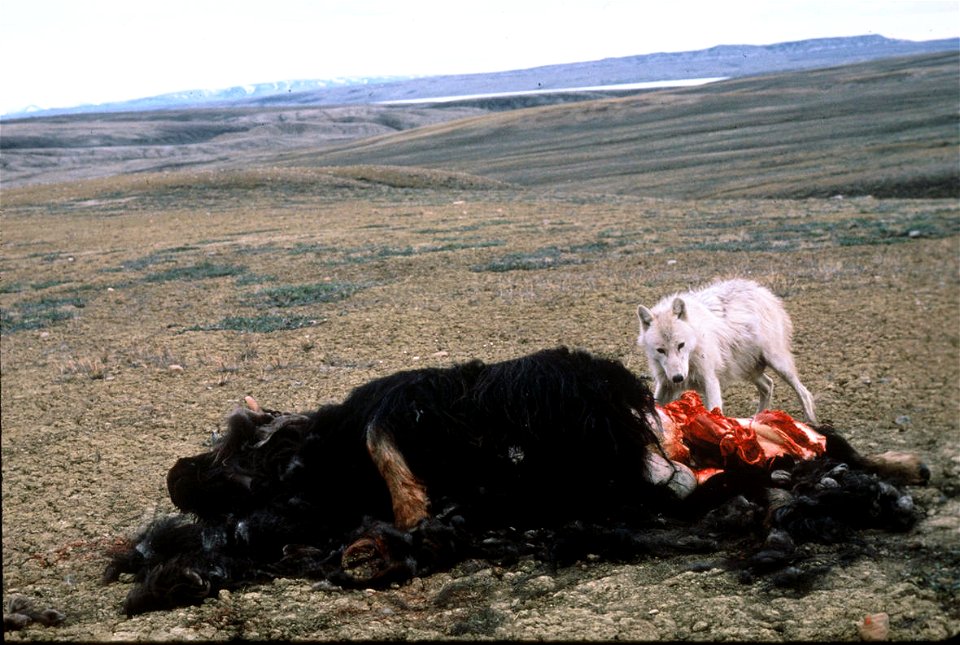 Muskoxen are the main prey of wolves on Ellesmere Island.
