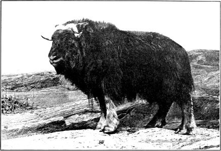Fig. 55.—Musk Ox (Ovibos wardi) female; the males have much larger horns.
