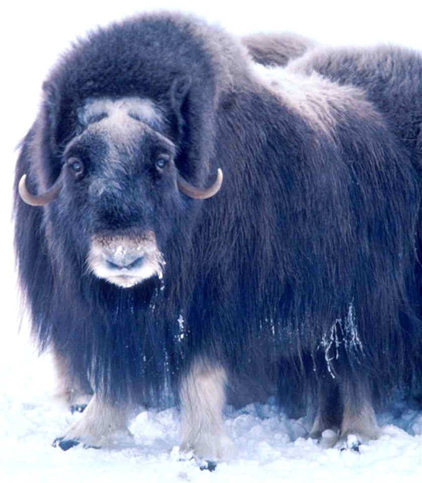 Image title: Adult musk ox bulls animals Image from Public domain images website, http://www.public-domain-image.com/full-image/fauna-animals-public-domain-images-pictures/musk-ox-pictures/adult-musk- photo