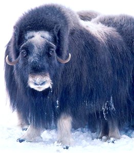 Image title: Adult musk ox bulls animals
Image from Public domain images website, http://www.public-domain-image.com/full-image/fauna-animals-public-domain-images-pictures/musk-ox-pictures/adult-musk-