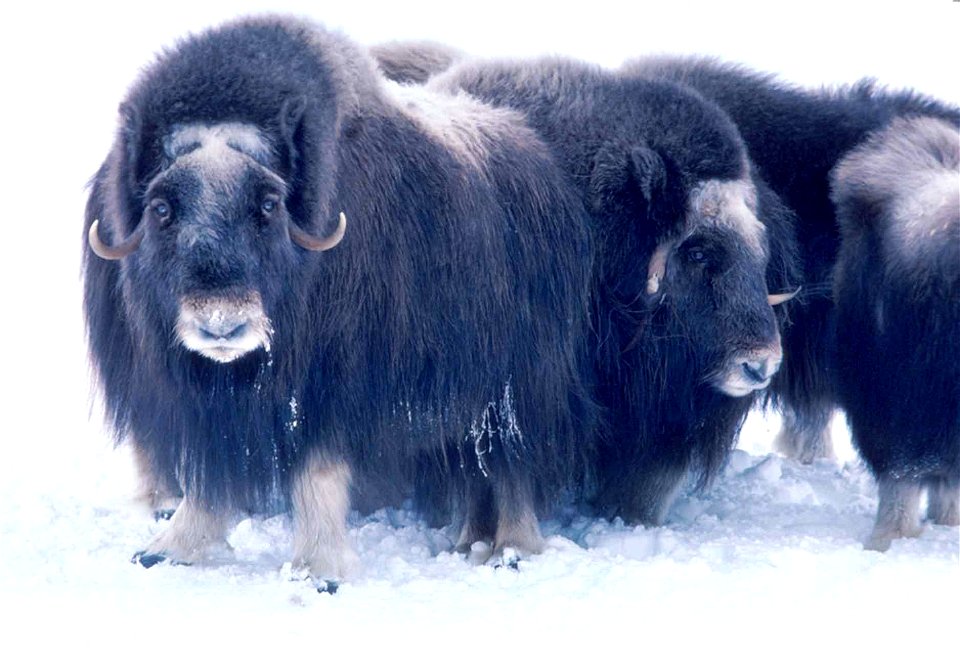 Image title: Adult musk ox bulls animals
Image from Public domain images website, http://www.public-domain-image.com/full-image/fauna-animals-public-domain-images-pictures/musk-ox-pictures/adult-musk-