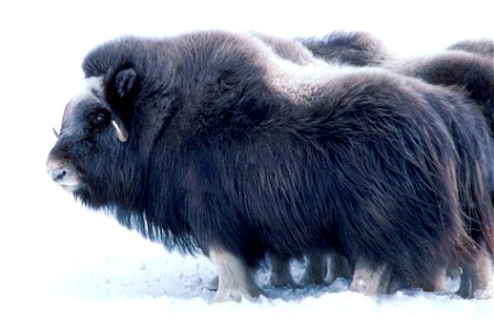 Image title: Large mammal musk ox
Image from Public domain images website, http://www.public-domain-image.com/full-image/fauna-animals-public-domain-images-pictures/musk-ox-pictures/large-mammal-musk-