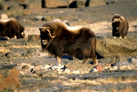 Image title: Male musk ox animal mammal Image from Public domain images website, http://www.public-domain-image.com/full-image/fauna-animals-public-domain-images-pictures/musk-ox-pictures/male-musk-ox photo