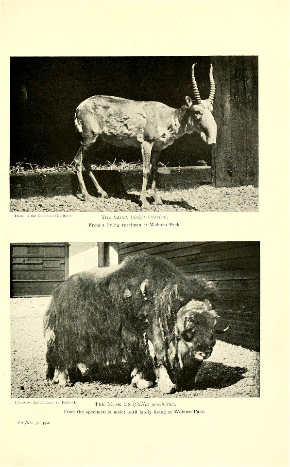 Hioto by the Duchess of Bedford 
The Saiga .Saioa tatarica). 
From a living specimen at Woburn Park. 
Photo by the Dud.css of Bedford. ^,jj^ ^j^.gj. q,^ i^Qvibos mOSchatus). 
From the specimen (a male