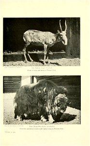 Hioto by the Duchess of Bedford 
The Saiga .Saioa tatarica). 
From a living specimen at Woburn Park. 
Photo by the Dud.css of Bedford. ^,jj^ ^j^.gj. q,^ i^Qvibos mOSchatus). 
From the specimen (a male