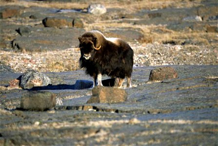 Image title: Musk ox animal ovibos moschatus Image from Public domain images website, http://www.public-domain-image.com/full-image/fauna-animals-public-domain-images-pictures/musk-ox-pictures/musk-ox photo