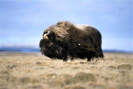 Image title: Musk ox bull animal ovibos moschatus Image from Public domain images website, http://www.public-domain-image.com/full-image/fauna-animals-public-domain-images-pictures/musk-ox-pictures/mu photo