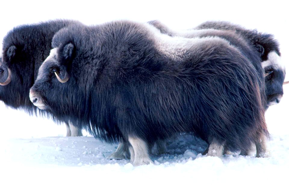 Image title: Musk ox mammals at Alaska Image from Public domain images website, http://www.public-domain-image.com/full-image/fauna-animals-public-domain-images-pictures/musk-ox-pictures/musk-ox-mamma photo