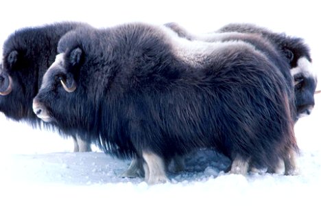Image title: Musk ox mammals at Alaska Image from Public domain images website, http://www.public-domain-image.com/full-image/fauna-animals-public-domain-images-pictures/musk-ox-pictures/musk-ox-mamma photo