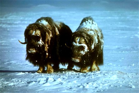 Image title: Musk oxen animals on snow ovibos moschatus Image from Public domain images website, http://www.public-domain-image.com/full-image/fauna-animals-public-domain-images-pictures/musk-ox-pictu photo