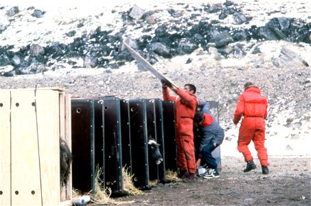 Musk oxen are released in their new habitat during a joint Denmark-US relocation operation photo