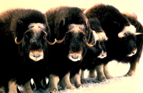 Image title: Musk oxen mammals ovibos moschatus Image from Public domain images website, http://www.public-domain-image.com/full-image/fauna-animals-public-domain-images-pictures/musk-ox-pictures/musk photo
