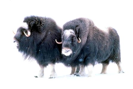 Image title: Muskoven animals mammals
Image from Public domain images website, http://www.public-domain-image.com/full-image/fauna-animals-public-domain-images-pictures/musk-ox-pictures/muskoven-anima
