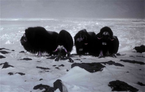 Image title: Muskox animals ovibos moschatus Image from Public domain images website, http://www.public-domain-image.com/full-image/fauna-animals-public-domain-images-pictures/musk-ox-pictures/muskox- photo