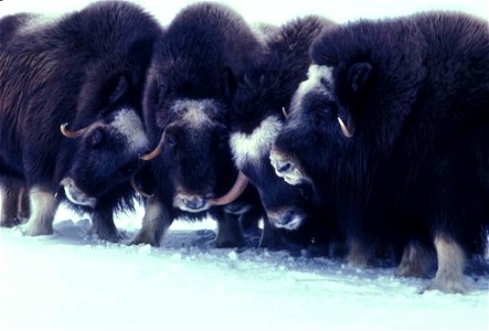 Image title: Muskox animals arctic mammals ovibos moschatus Image from Public domain images website, http://www.public-domain-image.com/full-image/fauna-animals-public-domain-images-pictures/musk-ox-p photo