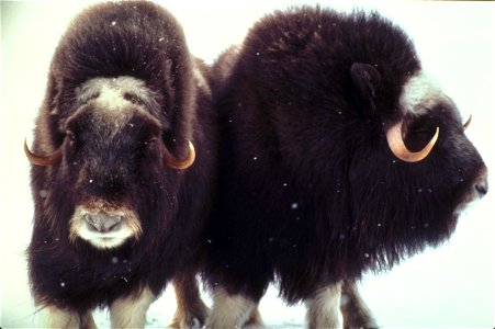 Image title: Muskox in the snow in Alaska
Image from Public domain images website, http://www.public-domain-image.com/full-image/fauna-animals-public-domain-images-pictures/musk-ox-pictures/muskox-in-