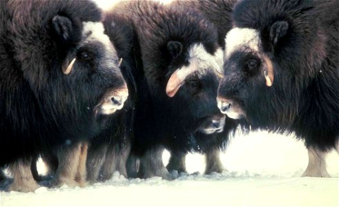 Image title: Muskox up close animals at winter
Image from Public domain images website, http://www.public-domain-image.com/full-image/fauna-animals-public-domain-images-pictures/musk-ox-pictures/musko