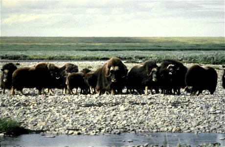 Image title: Muskoxen on Arctic national wildlife refuge Image from Public domain images website, http://www.public-domain-image.com/full-image/fauna-animals-public-domain-images-pictures/musk-ox-pict photo