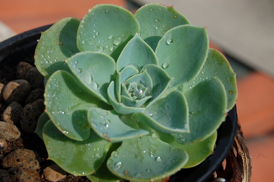 Droplets echeveria succulent plants