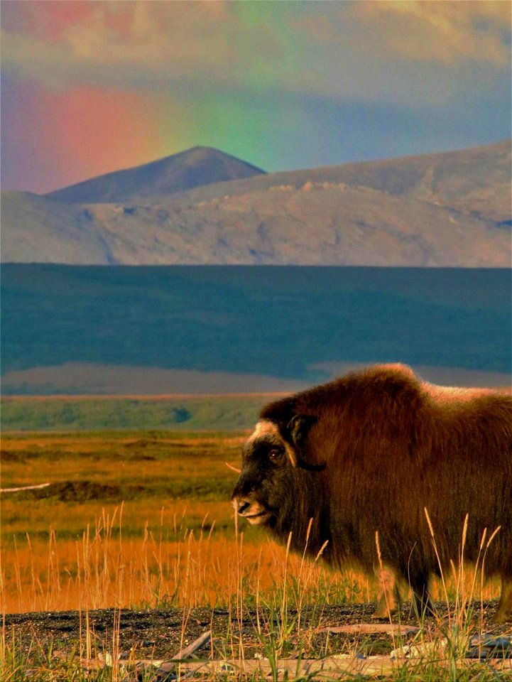 muskoxen with mountains and rainbow sky in the distance. NPS/Sara Germain⁣