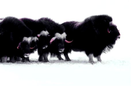 Image title: This arctic mammals muskoxen
Image from Public domain images website, http://www.public-domain-image.com/full-image/fauna-animals-public-domain-images-pictures/musk-ox-pictures/this-arcti