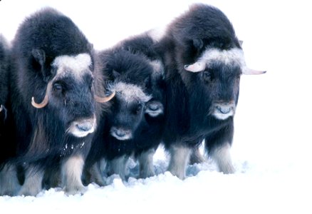 Image title: Three muskoxen animals
Image from Public domain images website, http://www.public-domain-image.com/full-image/fauna-animals-public-domain-images-pictures/musk-ox-pictures/three-muskoxen-a