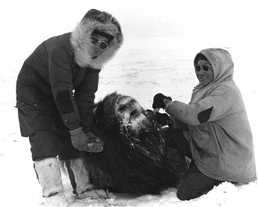 Image title: Two persons with immobilized musk ox on snow Image from Public domain images website, http://www.public-domain-image.com/full-image/vintage-photography-public-domain-images-pictures/two-p photo