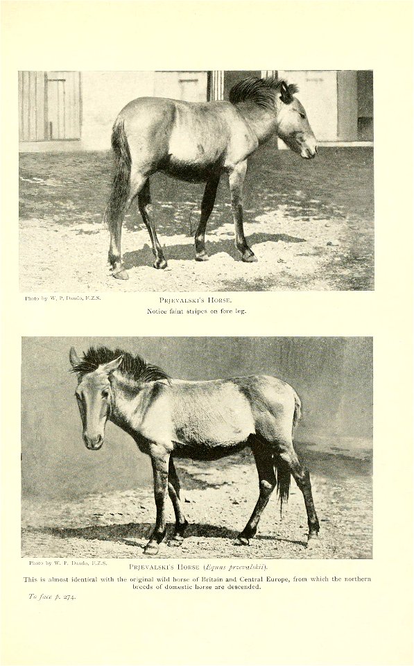 Photo by W. P. Dando, F. Z. S. 
PRJEVALSKI'S HORSE. 
Notice faint stripes on fore leg. 
Photo by W. P. Dando, F. Z. S. 
PRJEVALSKI'S HORSE (Equus przevalskii). 
This is almost identical with the origi