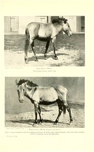 Photo by W. P. Dando, F. Z. S. 
PRJEVALSKI'S HORSE. 
Notice faint stripes on fore leg. 
Photo by W. P. Dando, F. Z. S. 
PRJEVALSKI'S HORSE (Equus przevalskii). 
This is almost identical with the origi