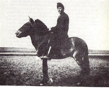"Vaska", the first Przewalski's horse from the wild to have reached Europe and the only of such who could be used for riding; photo from Askania Nova. Caught in 1899, he travelled to Europe via Kobdo 