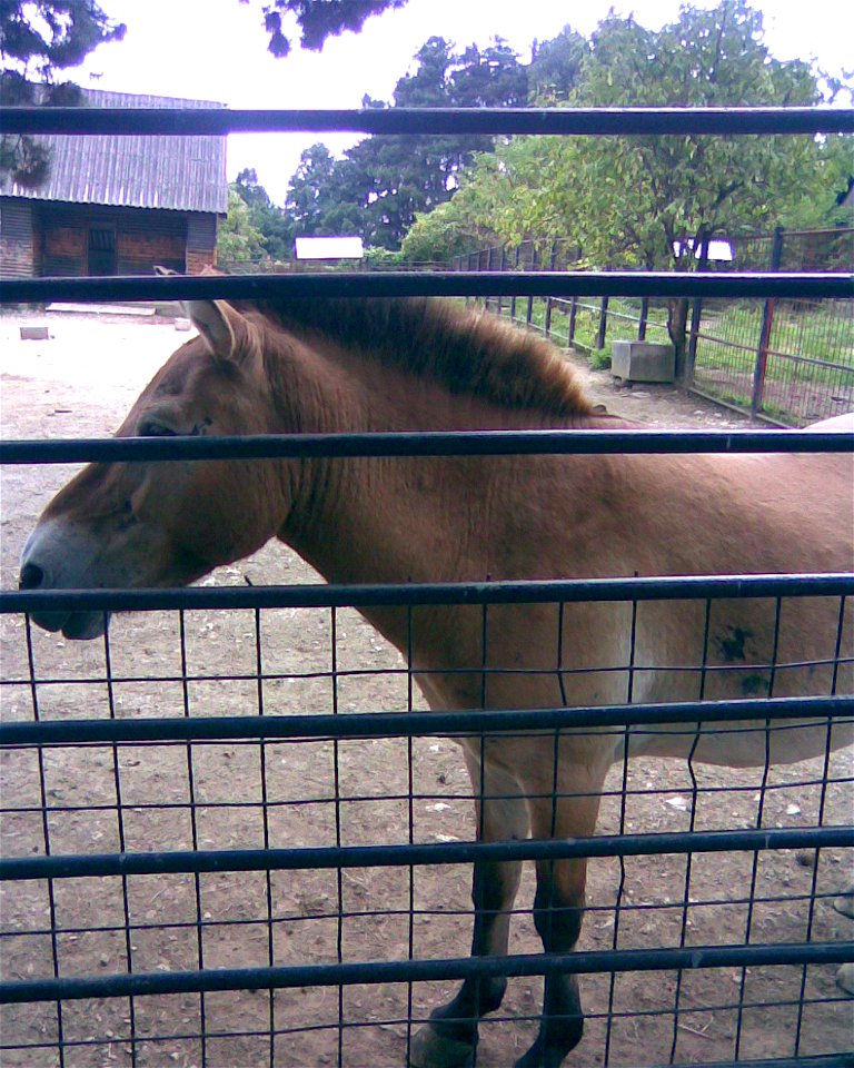 Equus przewalski