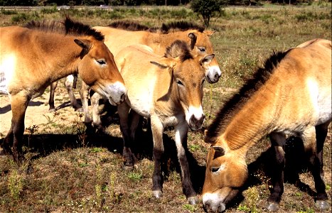 A Przewalski's stallion in the Nature Reserve Tennenloher Forst near Nuremberg, Bavaria, Germany