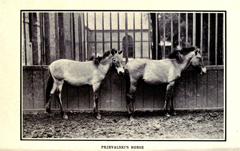 The horse book; a practical treatise on the American horse breeding industry as allied to the farm, by J. H. S. Johnstone.